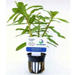 Ammannia Gracilis