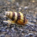 Assassin Snail (Clea helena)