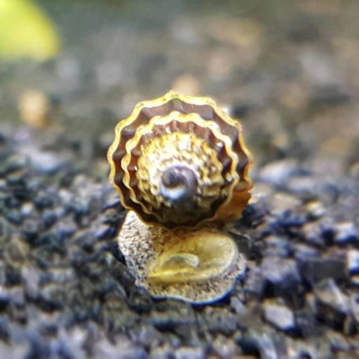 Assassin Snail (Clea helena) B