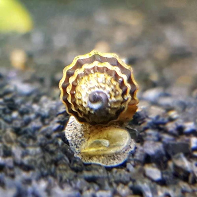 Assassin Snail (Clea helena) Cape Town South Africa
