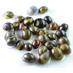 Assorted Nerite Snail