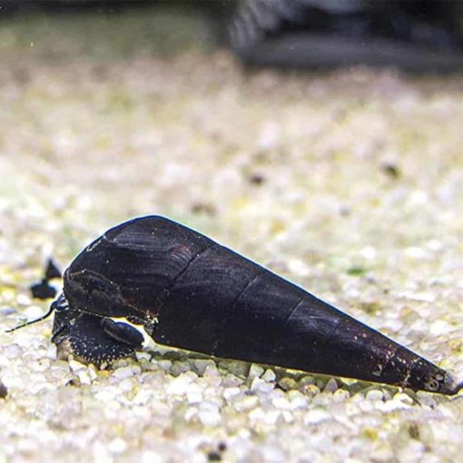 Black Devil Snail (Faunus Ater)