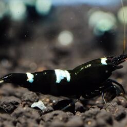 Black King Kong Shrimp