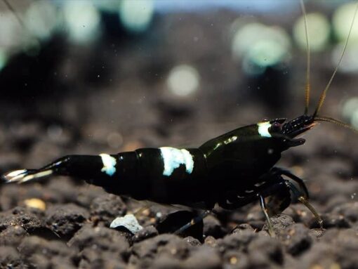 Black-King-Kong-Shrimp Black King Kong Shrimp