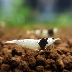 Crystal-Black-Shrimp-SSS