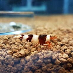 Crystal Black Shrimp (Mixed Grade)