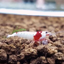 Crystal-Red-Shrimp-SSS