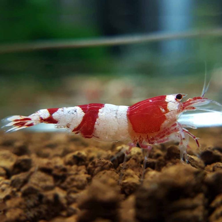 Crystal Red Shrimp (Mixed Grade) - South Africa - McMerwe - Online Store