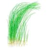 Eleocharis Vivipara “Tall Hair Grass”