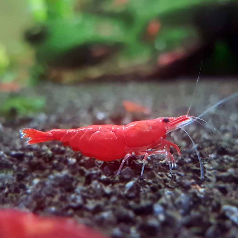 Red Shrimp (Fire Grade) - McMerwe - South Africa - Online Shop