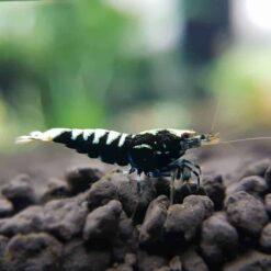 Galaxy Pinto Shrimp