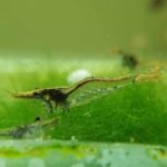 Glass or Ghost Shrimp 2