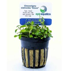 Glossostigma Elatinoides "Glosso"