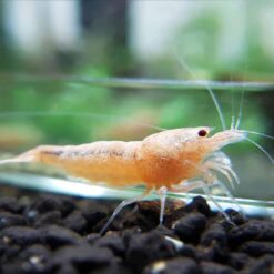 Golden Bee Shrimp