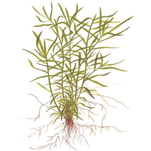 Heteranthera Zosterifolia "star grass"