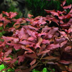 Ludwigia sp. 'Rubin'