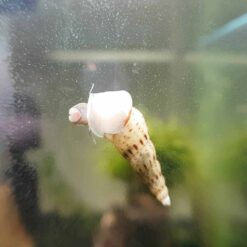 Malaysian Trumpet Snail