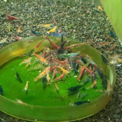 Mixed culled shrimp