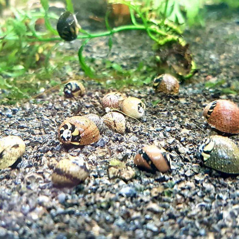 Black Devil Snail (Faunus Ater) McMerwe