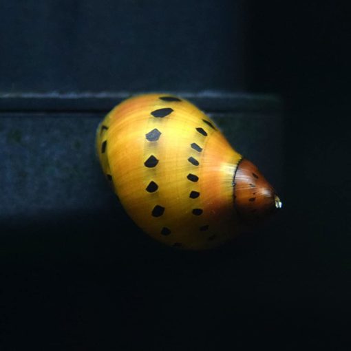 Onion/Tiger Nerite Snail