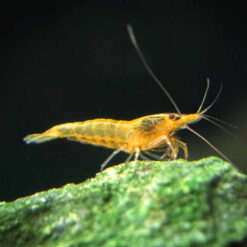 Orange Shrimp