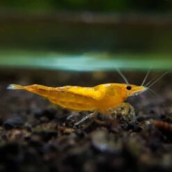 Sunkist Pumpking Shrimp