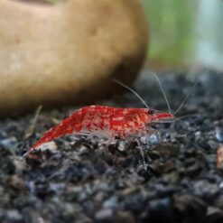 Red Cherry Shrimp