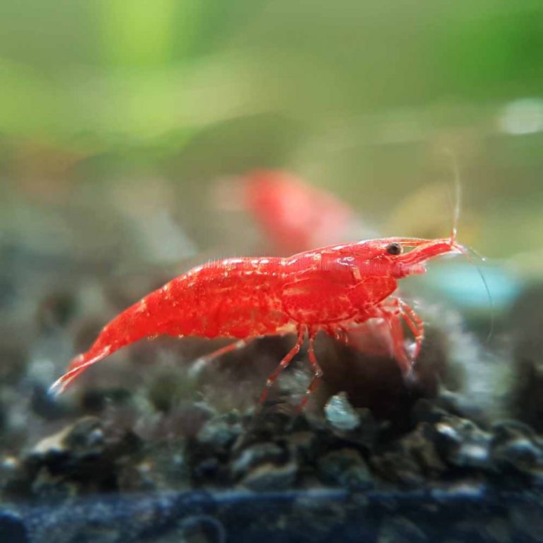 Red Shrimp (sakura Fire Grade) - Mcmerwe - South Africa - Online Store