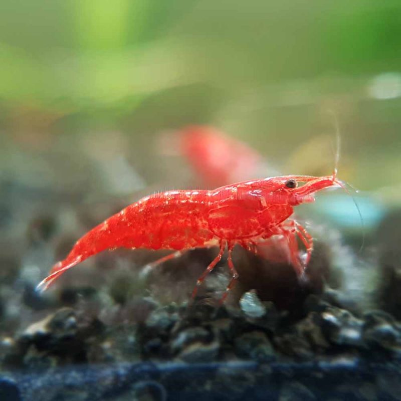 Red Shrimp (Sakura/Fire Grade) - McMerwe - South Africa - Online Store