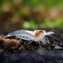 Snowbal Shrimp