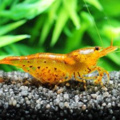 Tangerine Tiger shrimp