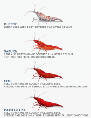 Cherry sakura fire red shrimp