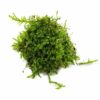 Vesicularia 'Christmas moss'