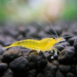 Yellow King Kong Shrimp