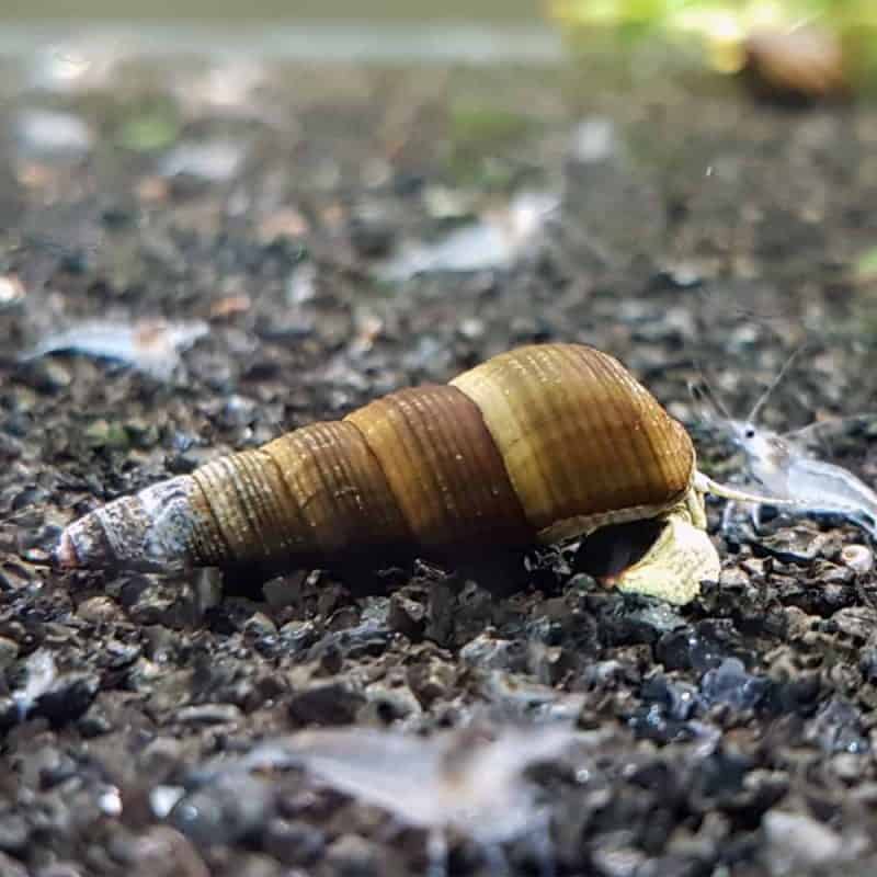 Assorted Rabbit Snails McMerwe Cape Town South Africa