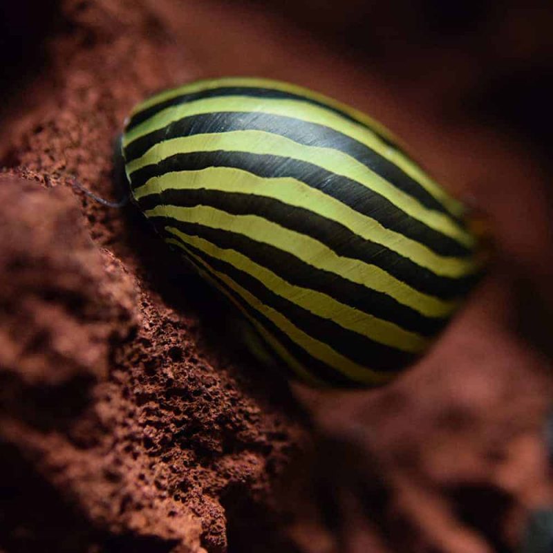 Zebra Nerite Snail McMerwe Cape Town South Africa