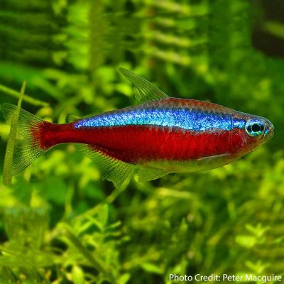 Cardinal Tetra (Paracheirodon axelrodi) - McMerwe - Cape Town - South ...