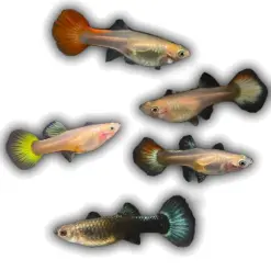Guppy Female Assorted (Poecilia reticulata)