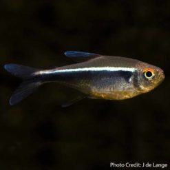 Black Neon Tetra (Hyphessobrycon herbertaxelrodi)