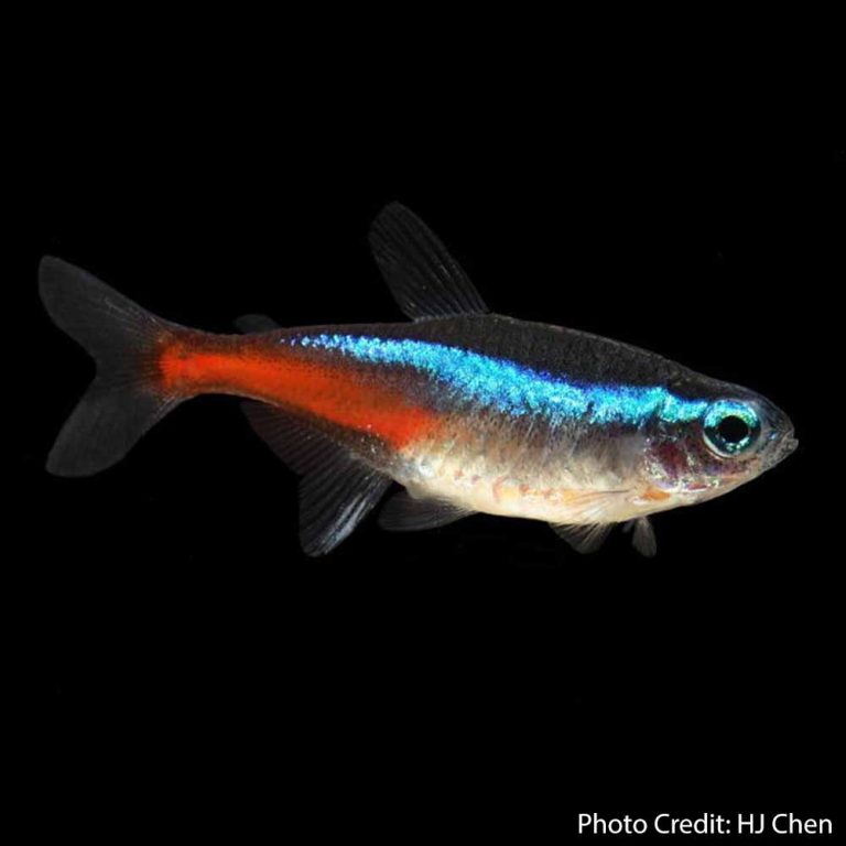 Neon Tetra (Paracheirodon innesi) - Cape Town - South Africa