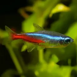 Neon Tetra or Paracheirodon innesi