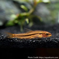 Rosy Loach (Petruichthys sp. ‘rosy’)