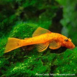 Super Red Bristlenose Pleco (Ancistrus sp.)