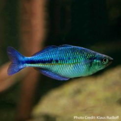 Lake Kutubu Blue Rainbowfish