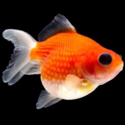 Pearlscale Goldfish