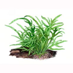 Microsorum pteropus 'narrow leaf Tident'