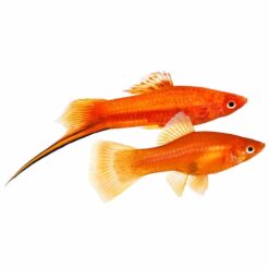Assorted Swortails (Xiphophorus)