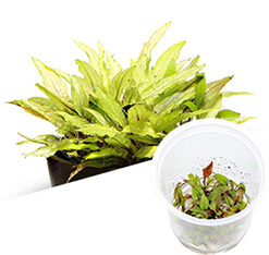 ADA - Cryptocoryne wendtii 'Green gecko'