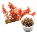 ADA - Rotala macrandra sp. Mini