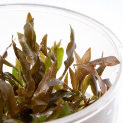ADA – Cryptocoryne Walkeri